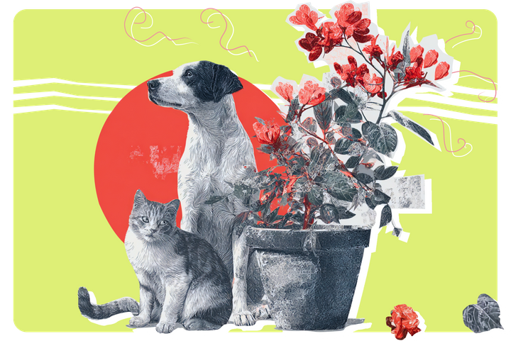 10 домашних растений, опасных для кошек и собак